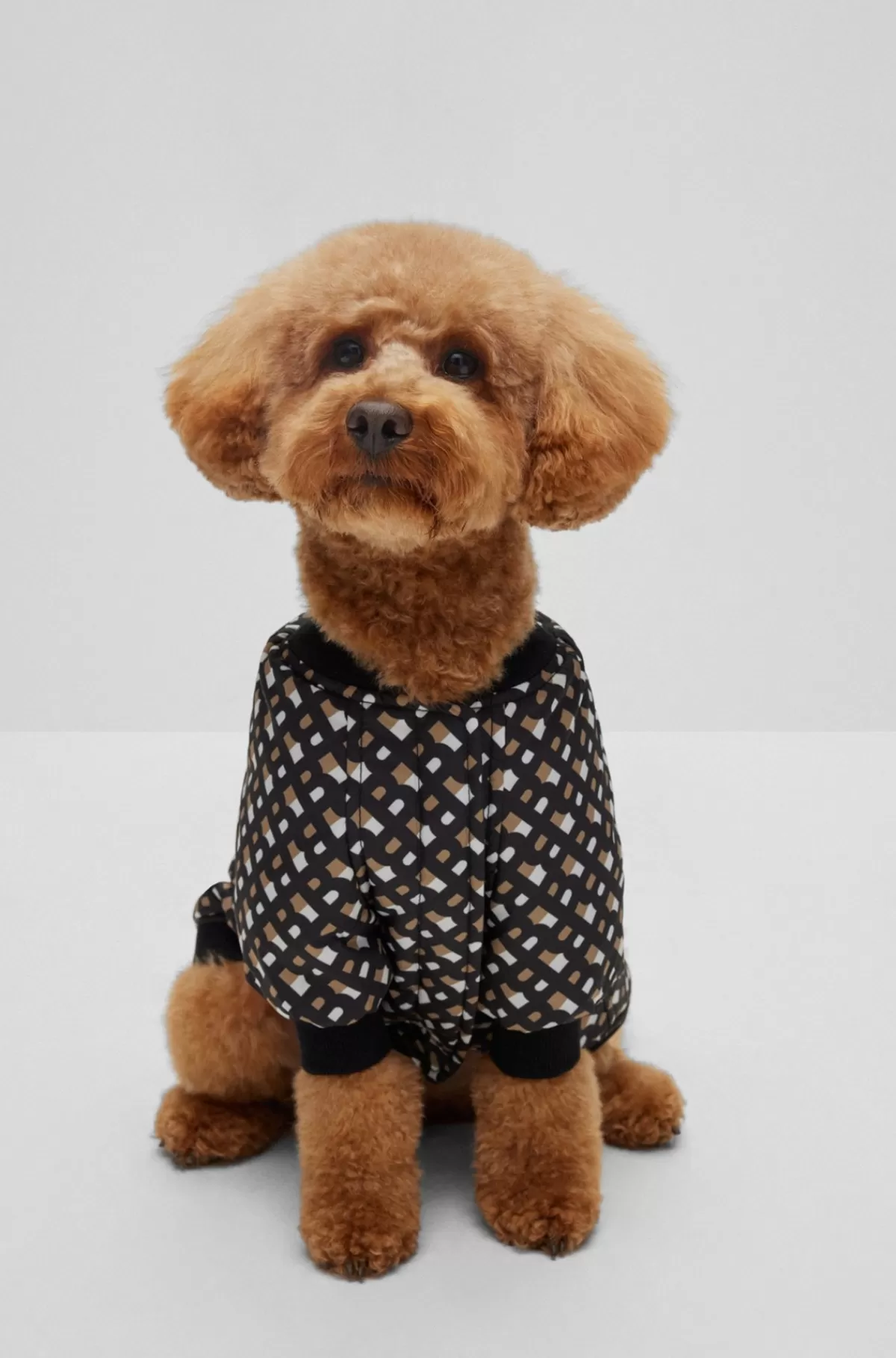 HUGO BOSS Bomberjakke Til Hunde Sort Store