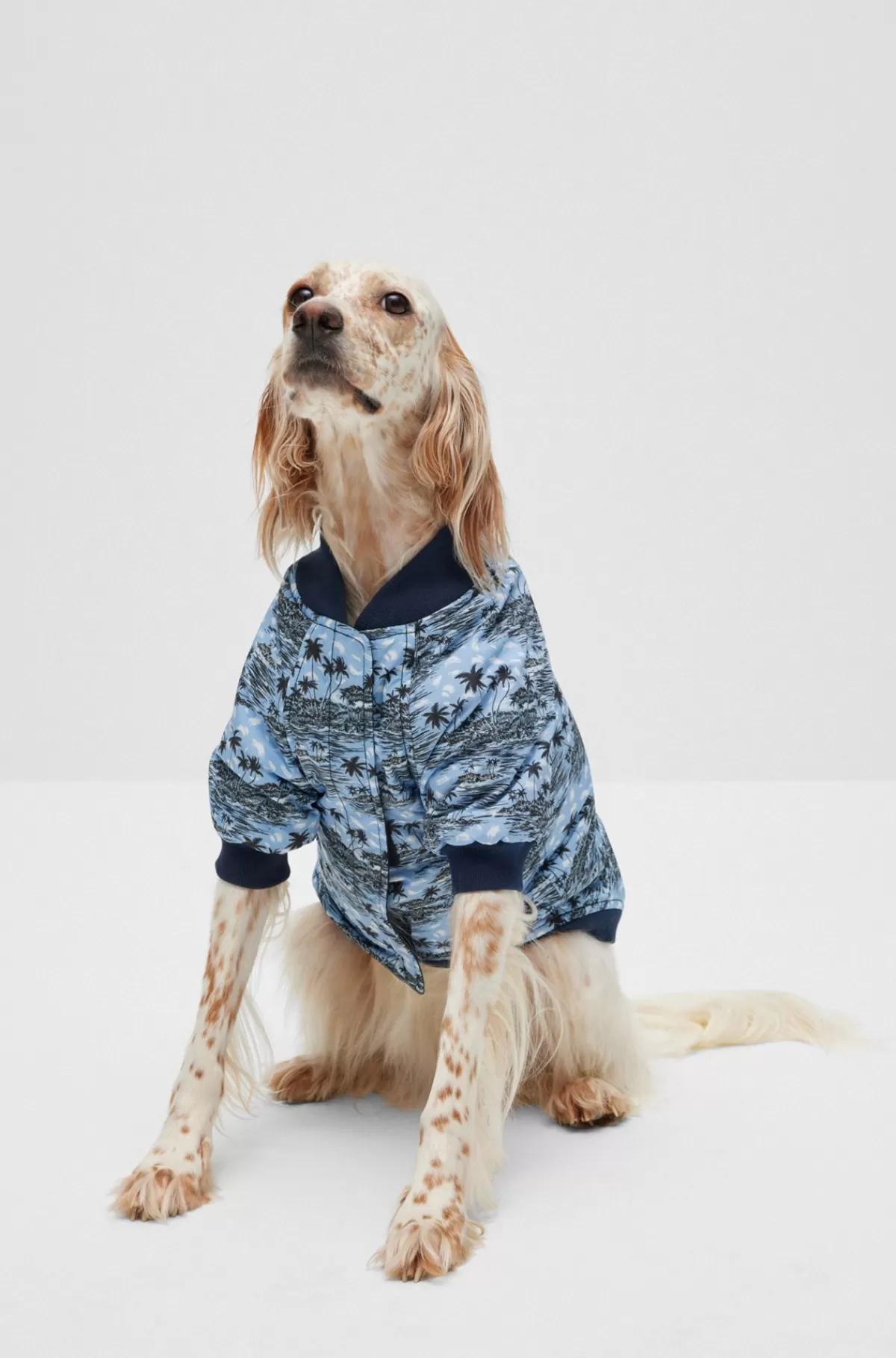 HUGO BOSS Bomberjakke Til Hunde Lyseblå Hot