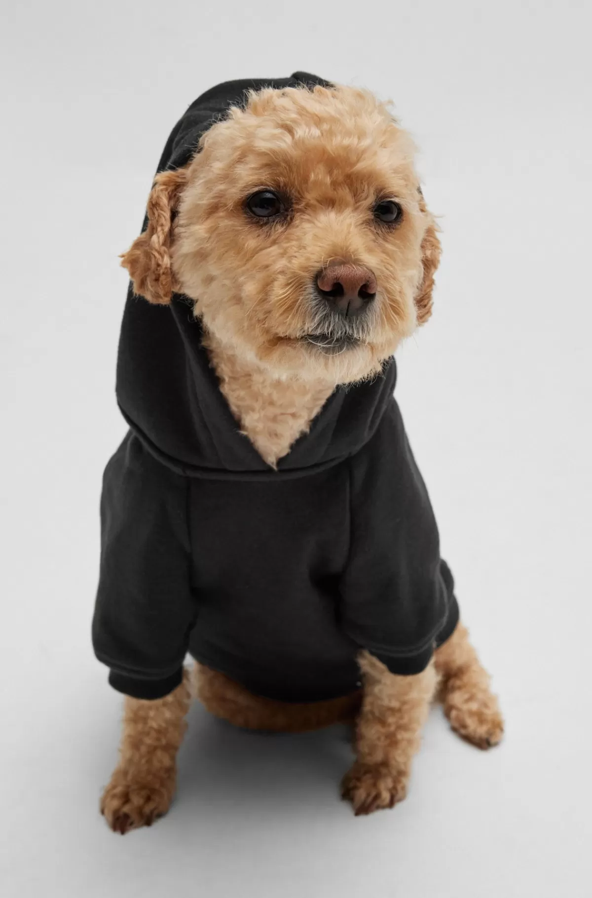 HUGO BOSS Hættetrøje Til Hund Med Ikonisk Stribelogo Sort Best