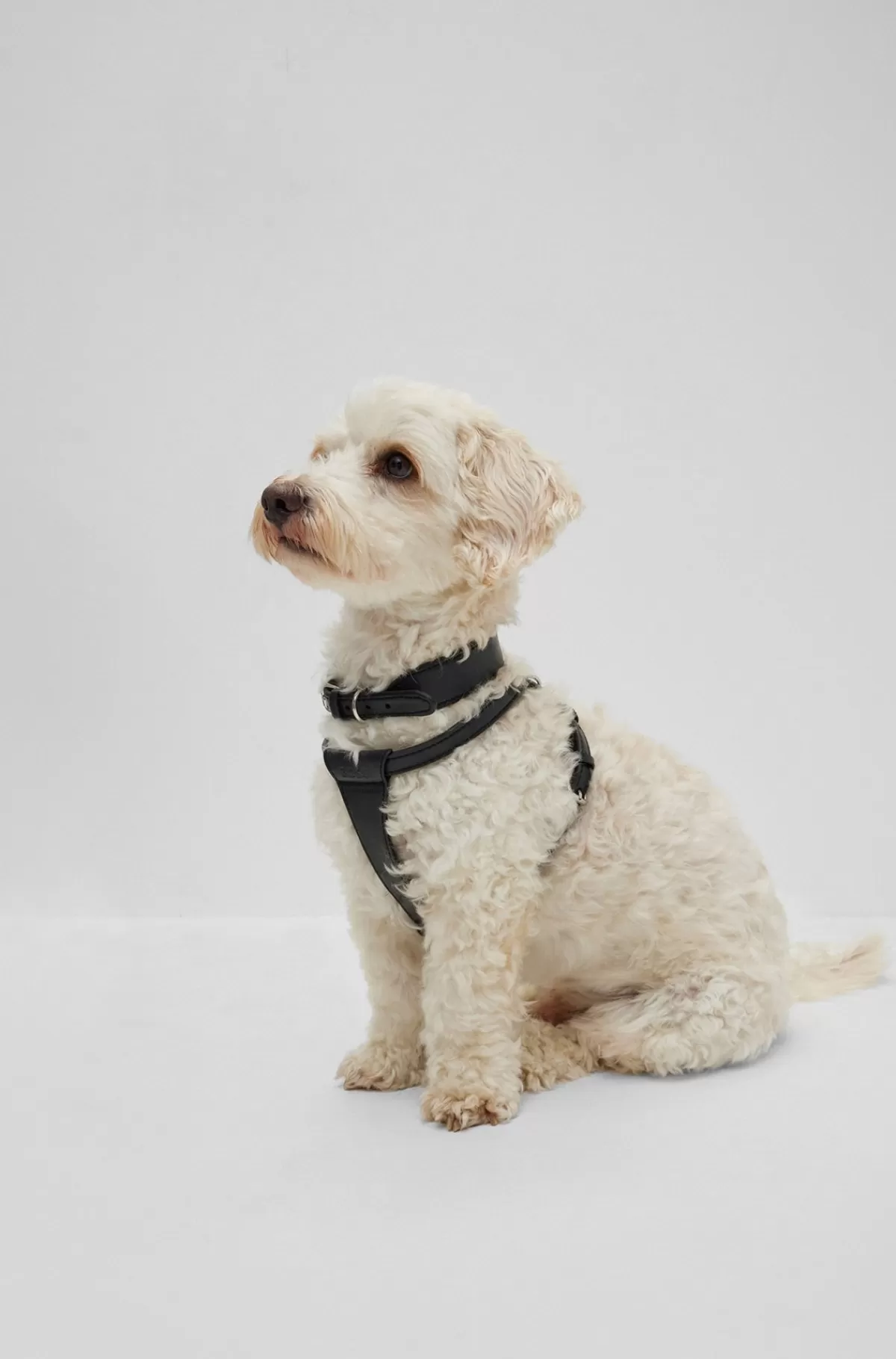 HUGO BOSS Hundehalsbånd I Genbrugt Læder Sort Store