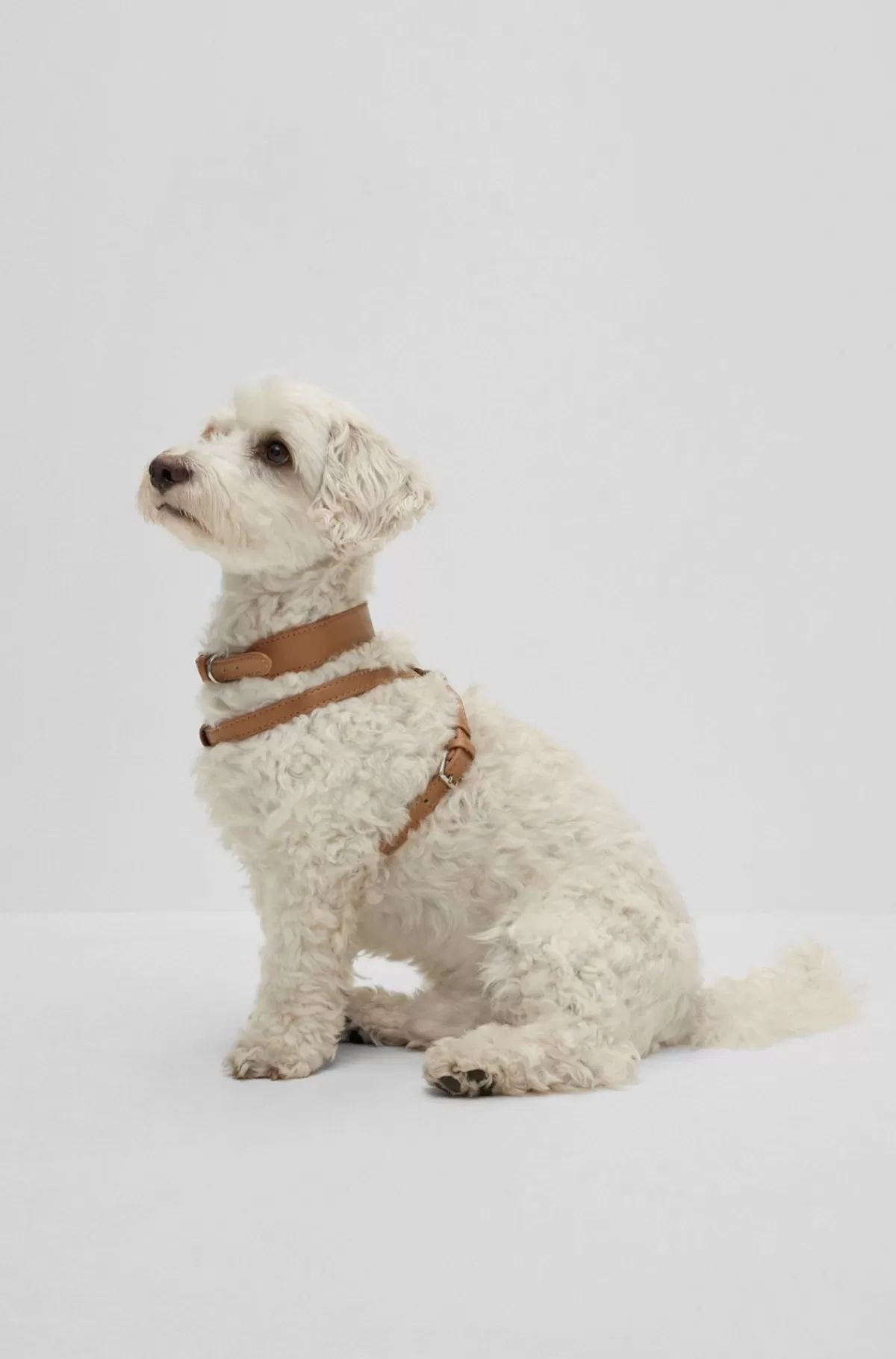 HUGO BOSS Hundehalsbånd I Genbrugt Læder Beige Flash Sale