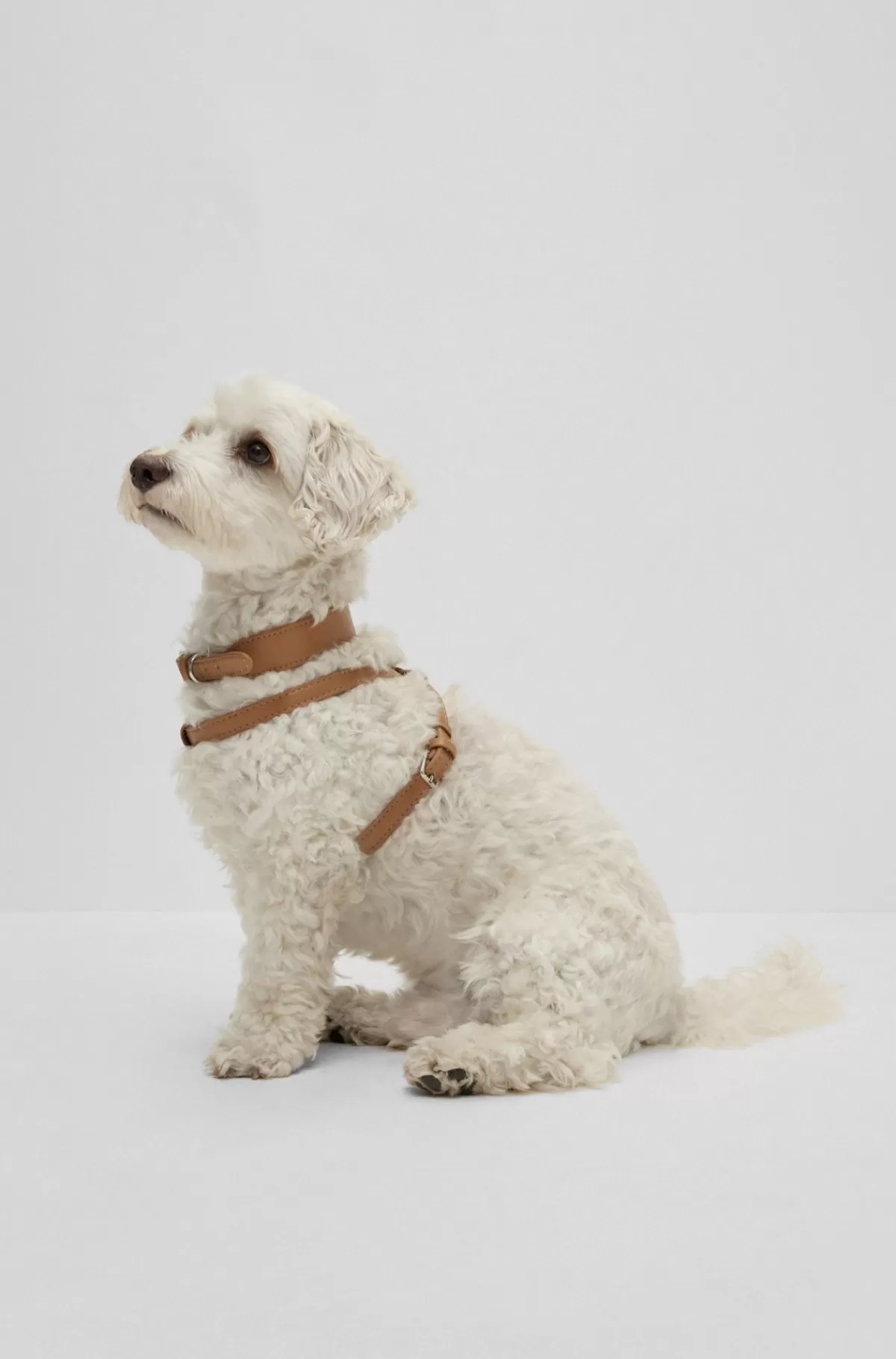 HUGO BOSS Hundesele I Genbrugt Læder Beige Fashion