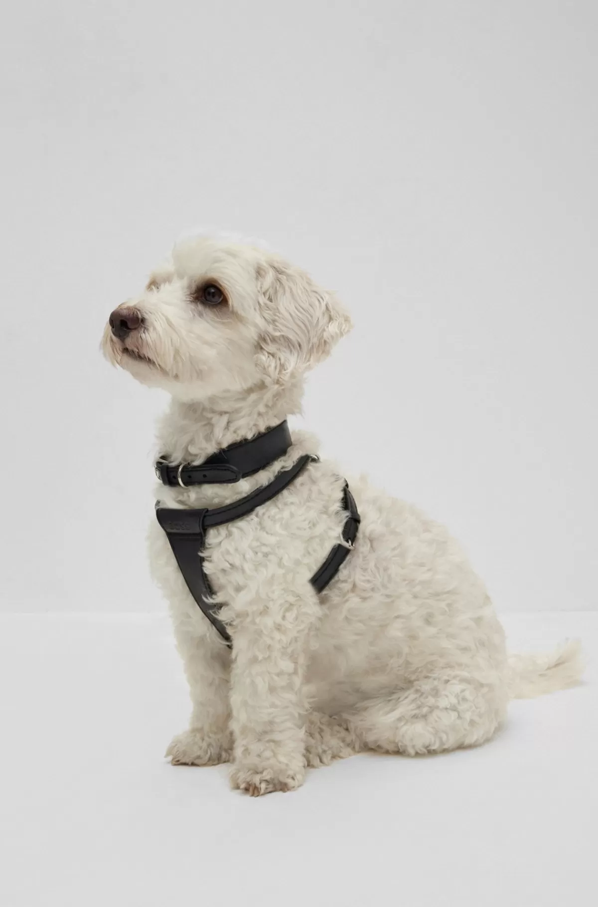 HUGO BOSS Hundesele I Genbrugt Læder Sort Best Sale