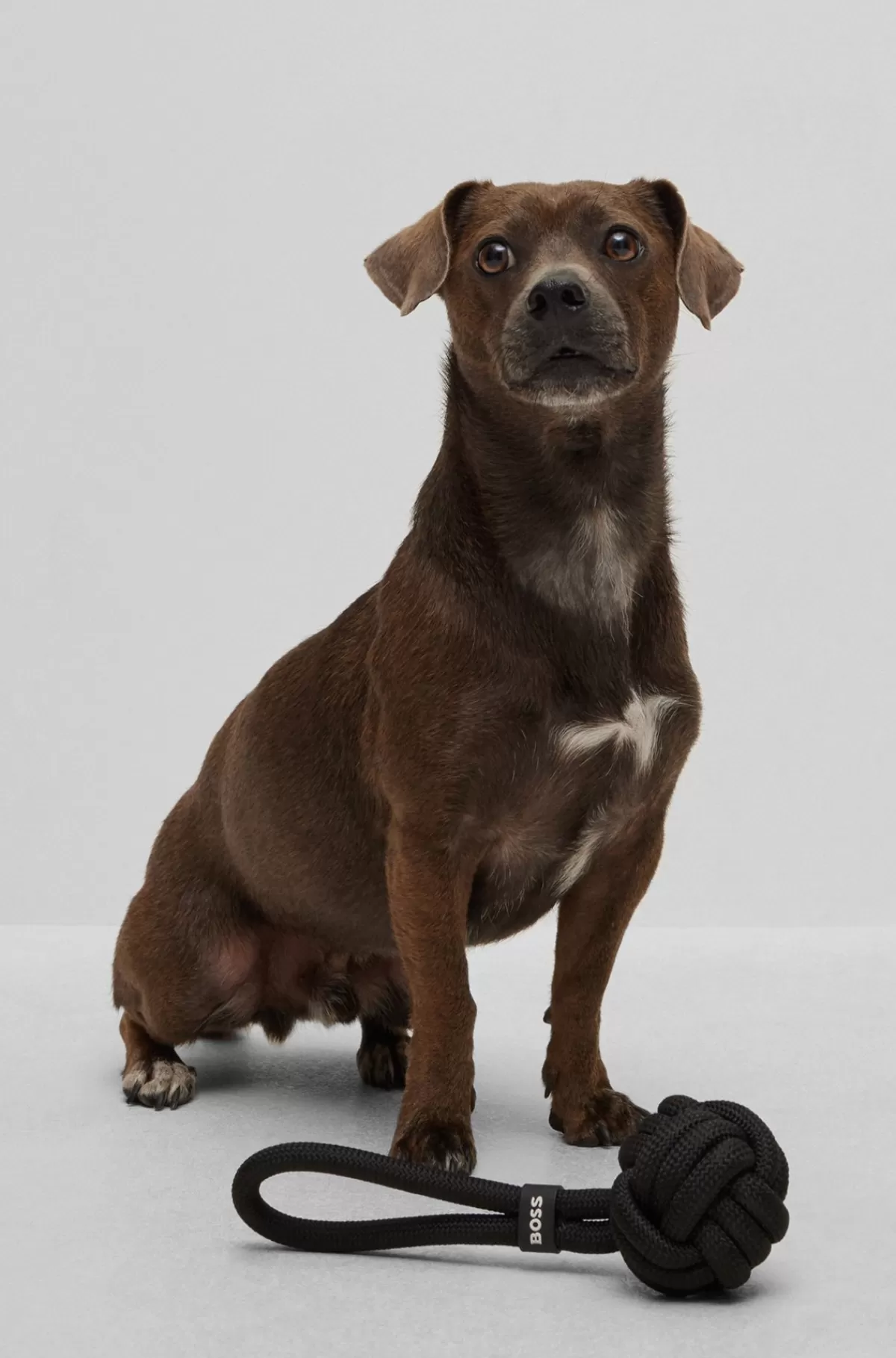 HUGO BOSS Reblegetøj Til Hunde Sort Shop